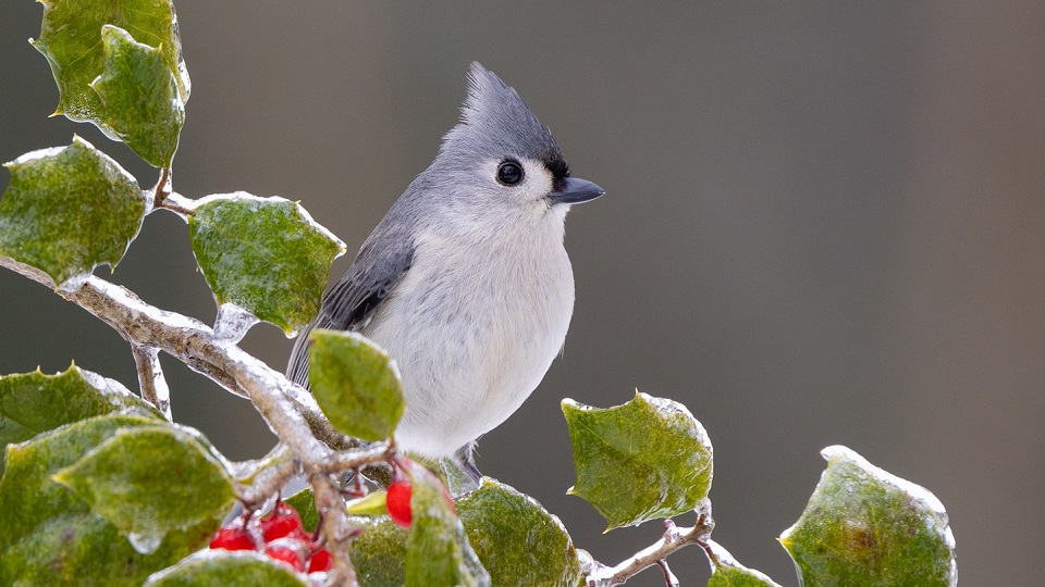 Hol bukkanhatnak fel a NAV revizorai a tél utolsó napjaiban?