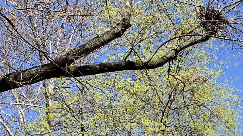 Hol bukkanhatnak fel a NAV revizorai a 15. héten?