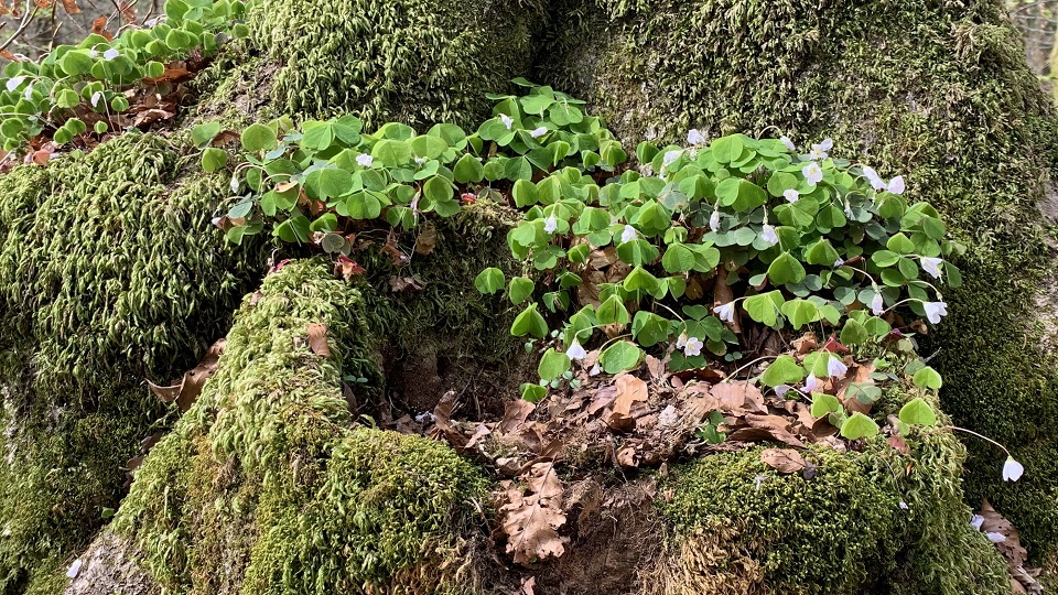 Hol bukkanhatnak fel a NAV revizorai április közepén?