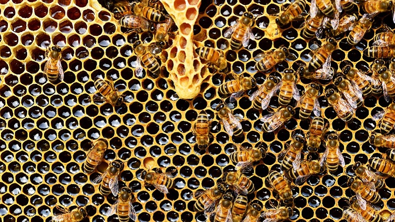 Megváltoztak a méhtartás regisztrálására vonatkozó előírások