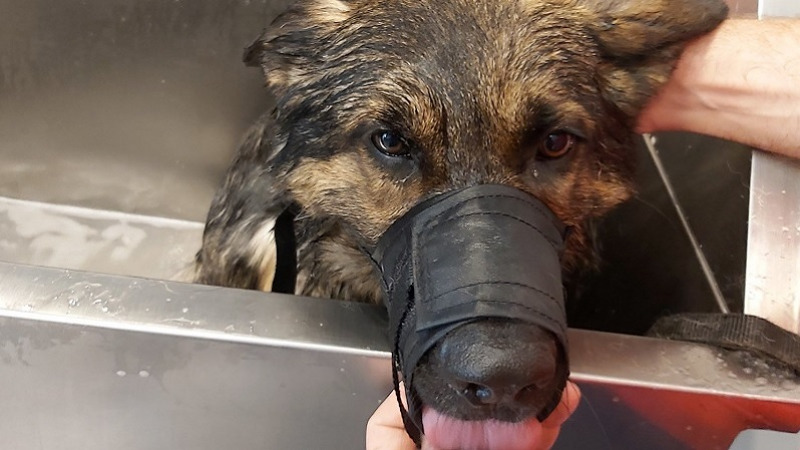 Nyugta nélkül fürdették meg a NAV szolgálati kutyáját