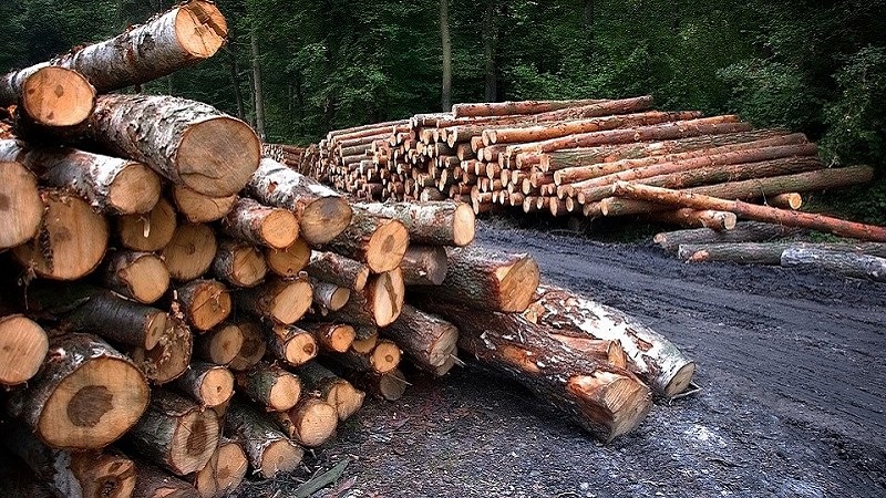 Teljes biztonságban vannak a magyar erdők, állítja a miniszter