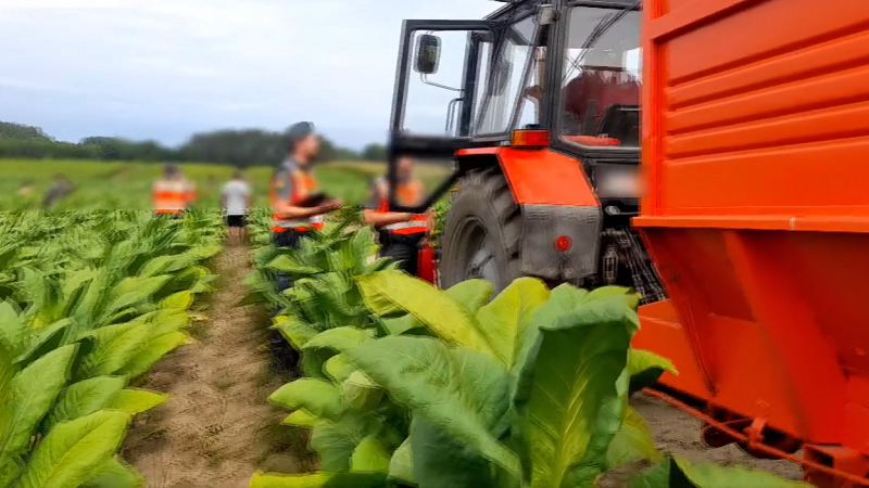 Több száz dohánytermelőre figyelnek ezekben a napokban a pénzügyőrök